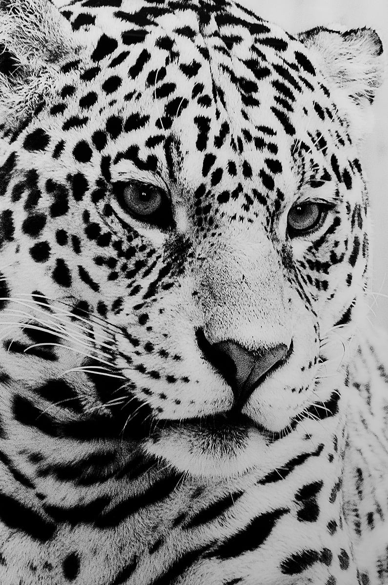 Black and White Leopard Glass Wall Art