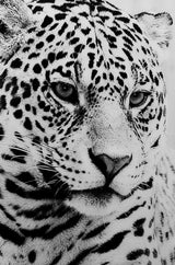 Black and White Cheetah Glass Wall Art