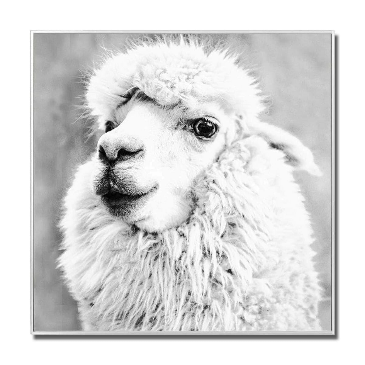 Alpaca Glass Wall Art