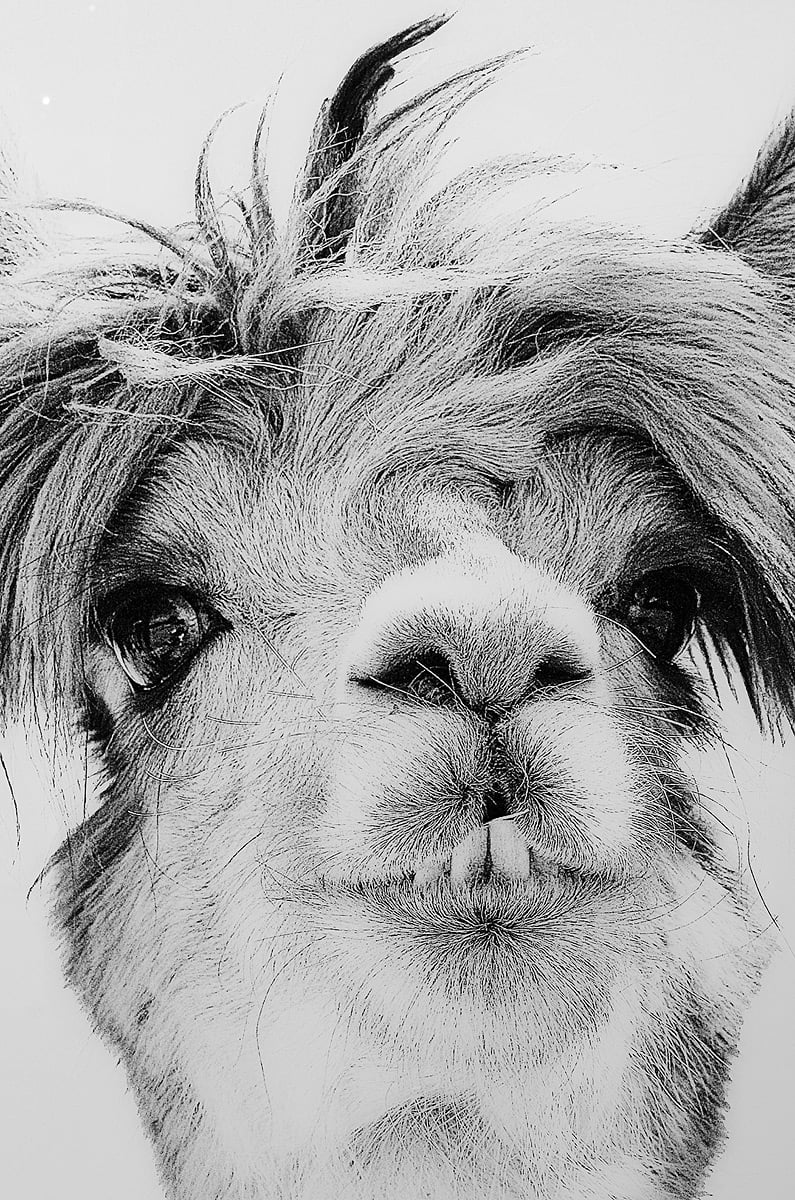 Llama Glass Wall Art